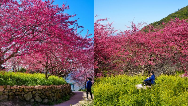 網站近期文章：【嘉義景點】阿本農場櫻花祕境 大爆發 今年還有波斯菊 和 油菜花  可以當地景拍照跟櫻花合照