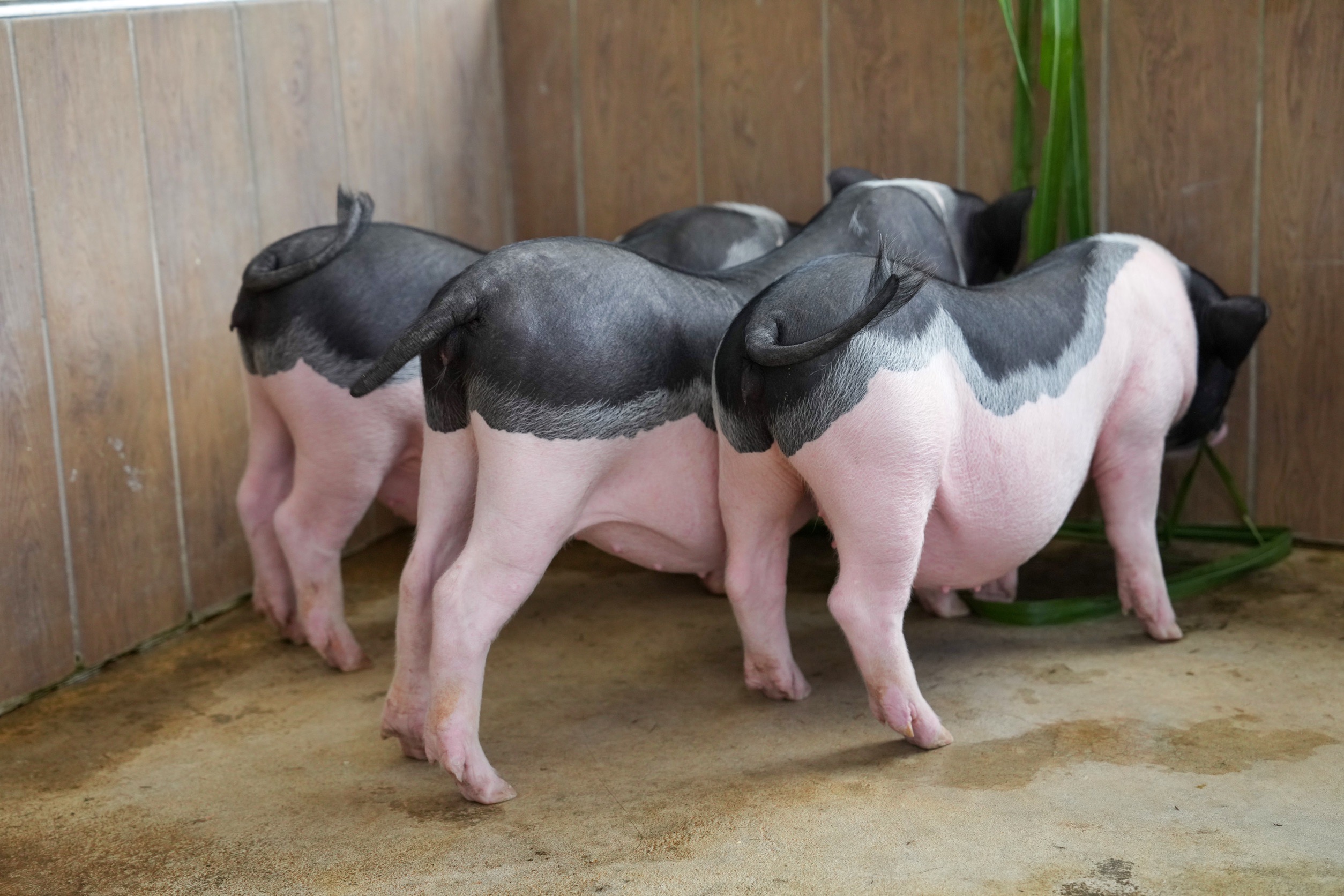 三隻小豬觀光農場