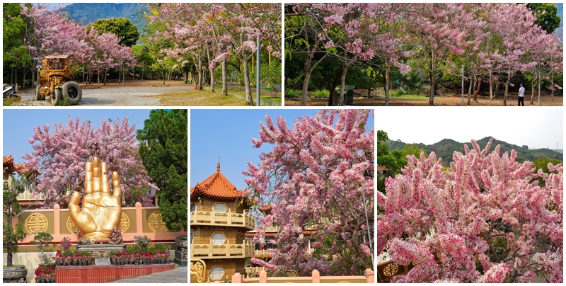 【台南景點】2023一貫道玉山寶光聖堂 園區內約有300棵花旗木可以賞花