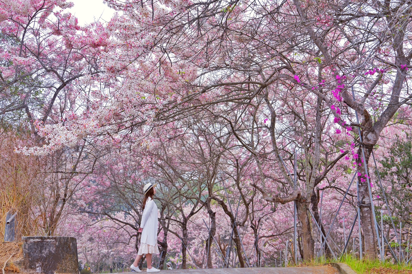 天臺山維多利亞公園 