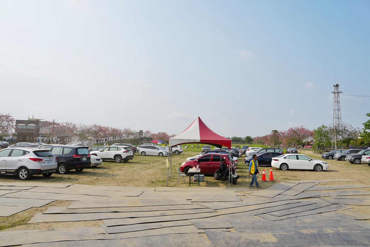 2025金砂里花旗木步道