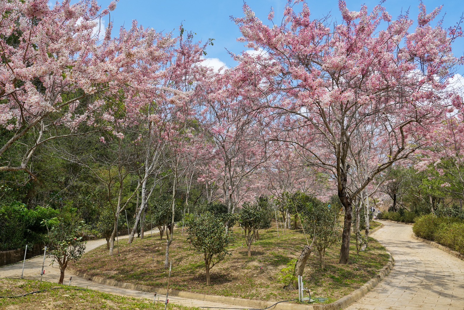 天臺山維多利亞公園 