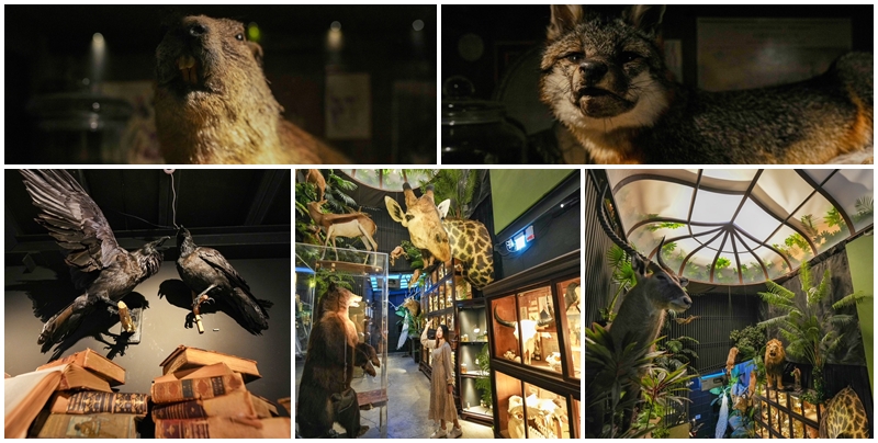 網站近期文章：【台南景點】仰角舶物 民權店 館內有收藏各種動物標本和世界上最大的羚羊標本可以觀賞