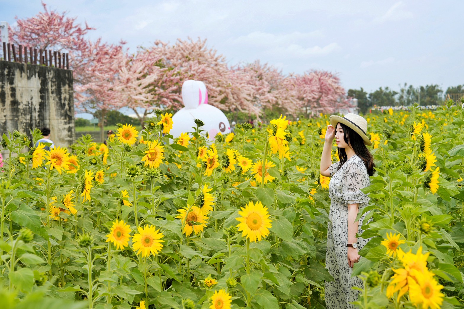 2025金砂里花旗木步道