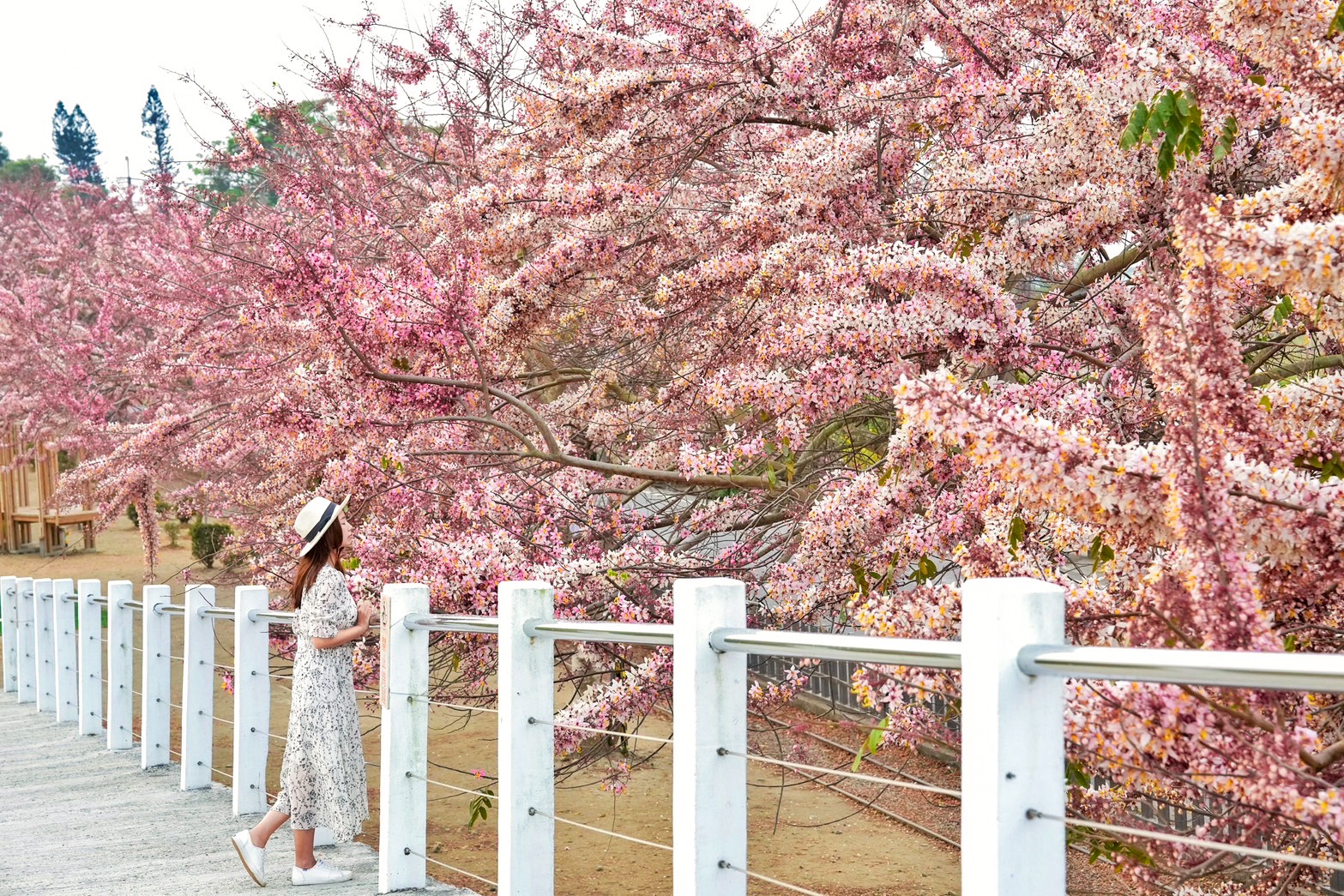 2025金砂里花旗木步道