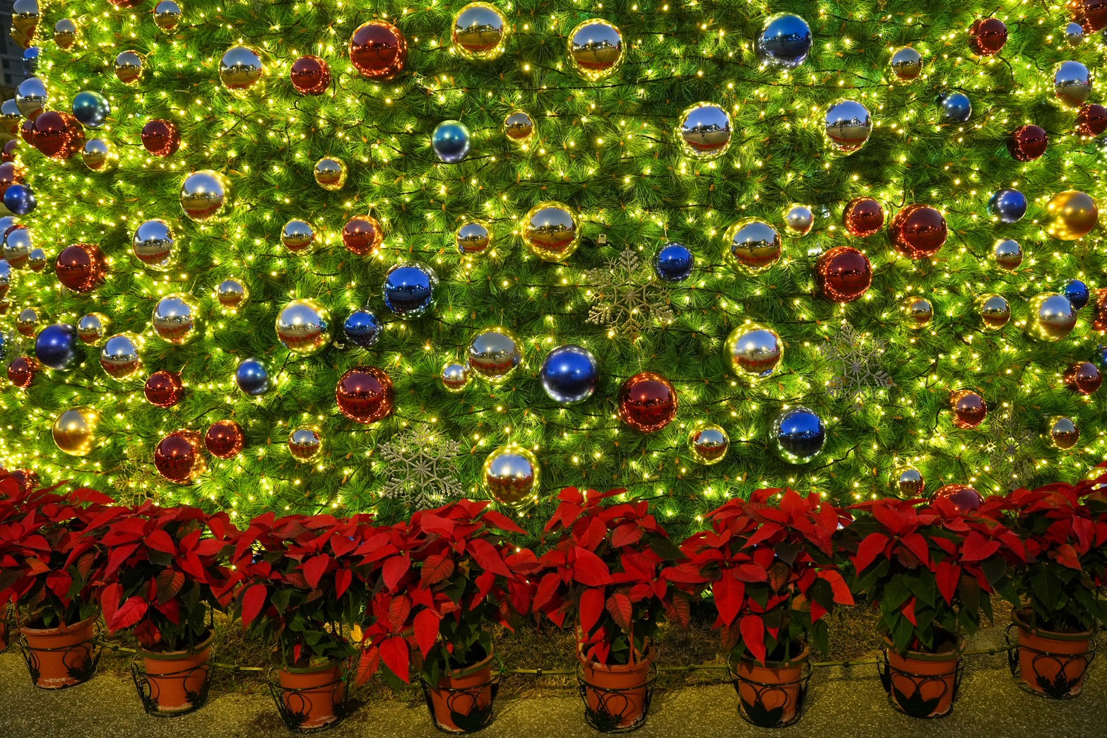 國立成功大學聖誕樹