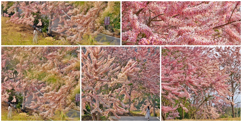 網站近期文章：【台南景點】玥園 思親步道 超美花旗木小徑盛開