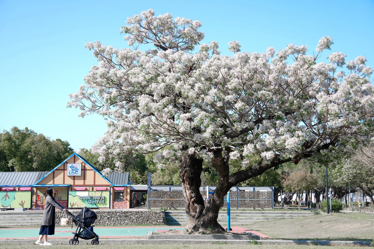 網站近期文章：【台南景點】平實公園 超美苦楝樹盛開