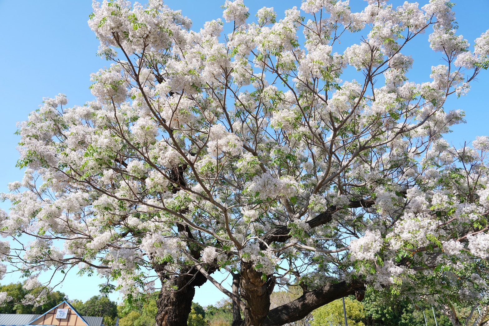 平實公園苦楝樹
