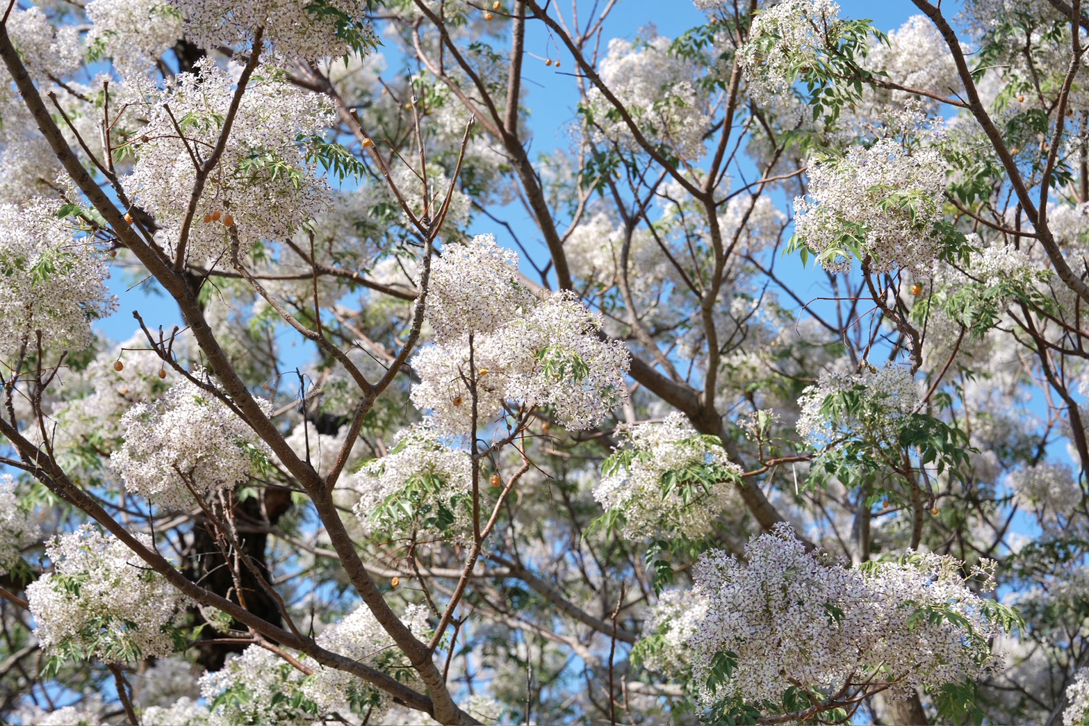 平實公園苦楝樹