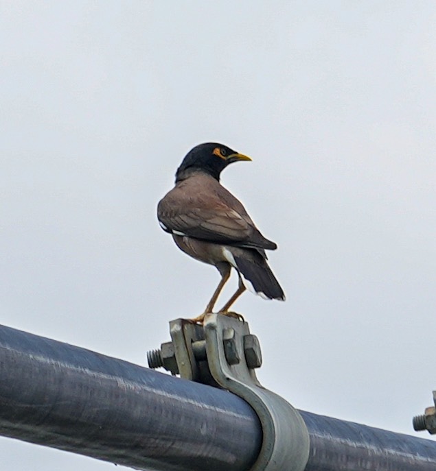 葫蘆埤自然公園