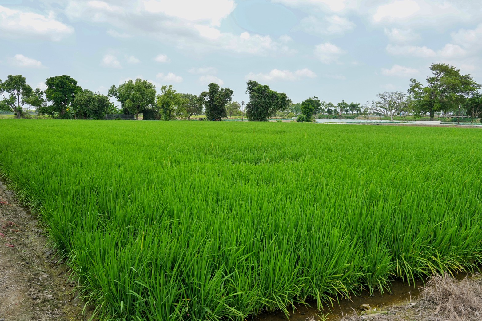 葫蘆埤自然公園