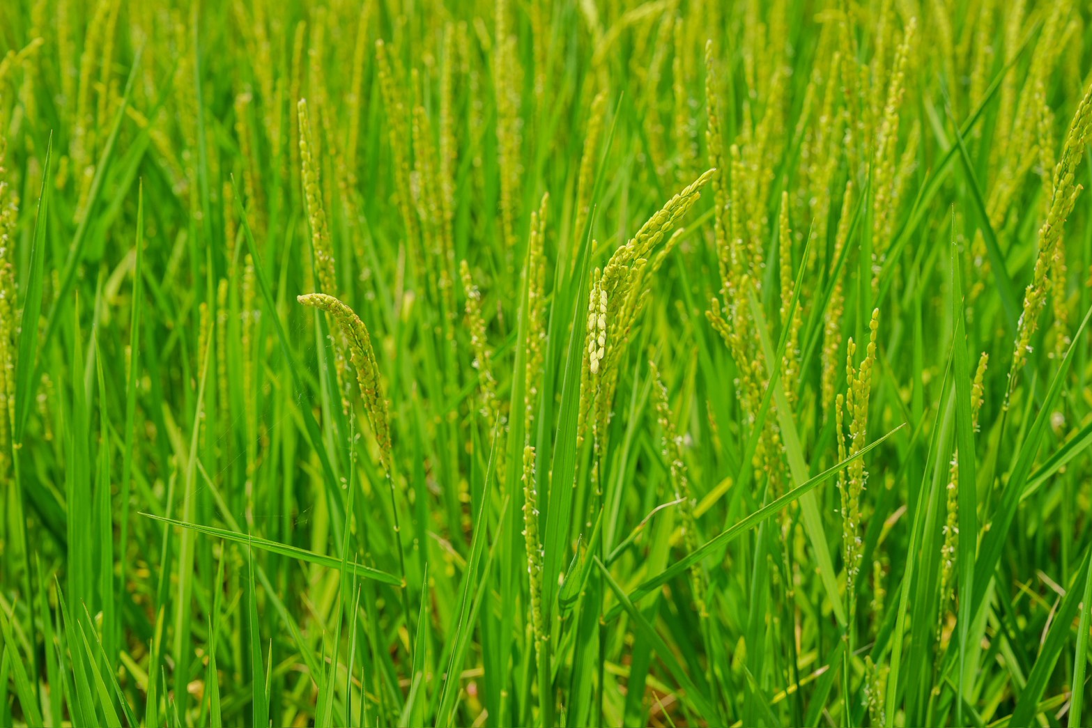 葫蘆埤自然公園