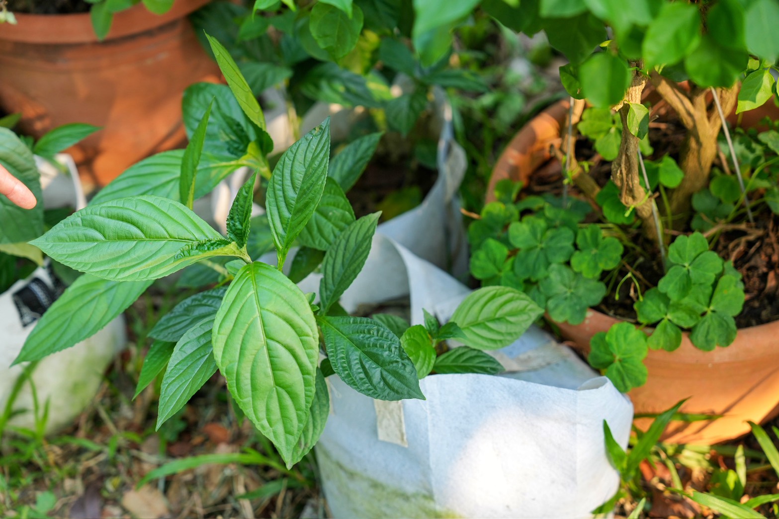 川文山森林生態保育農場