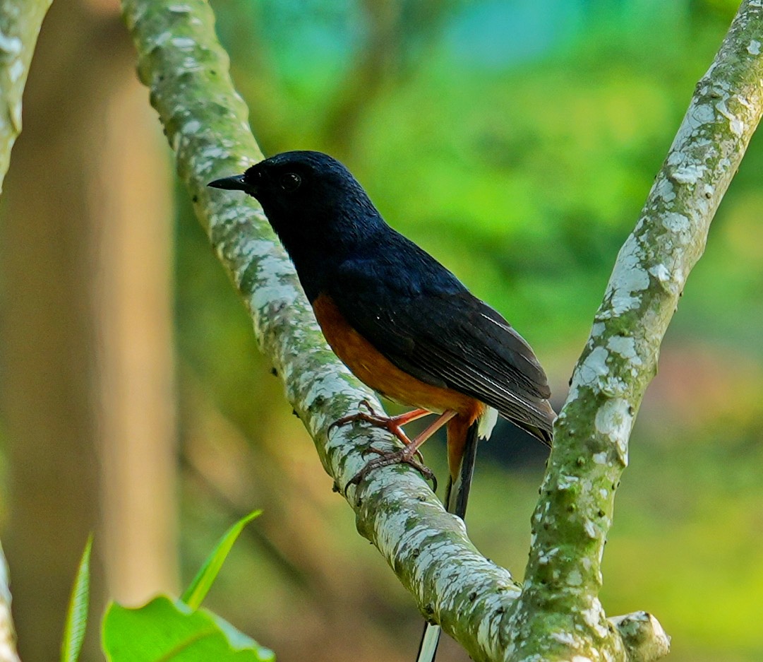 川文山森林生態保育農場