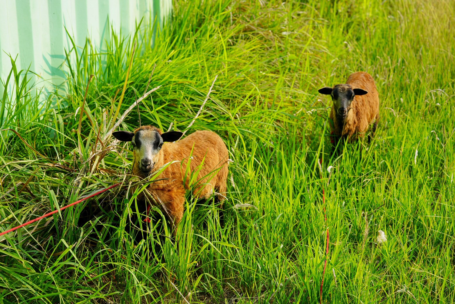 川文山森林生態保育農場