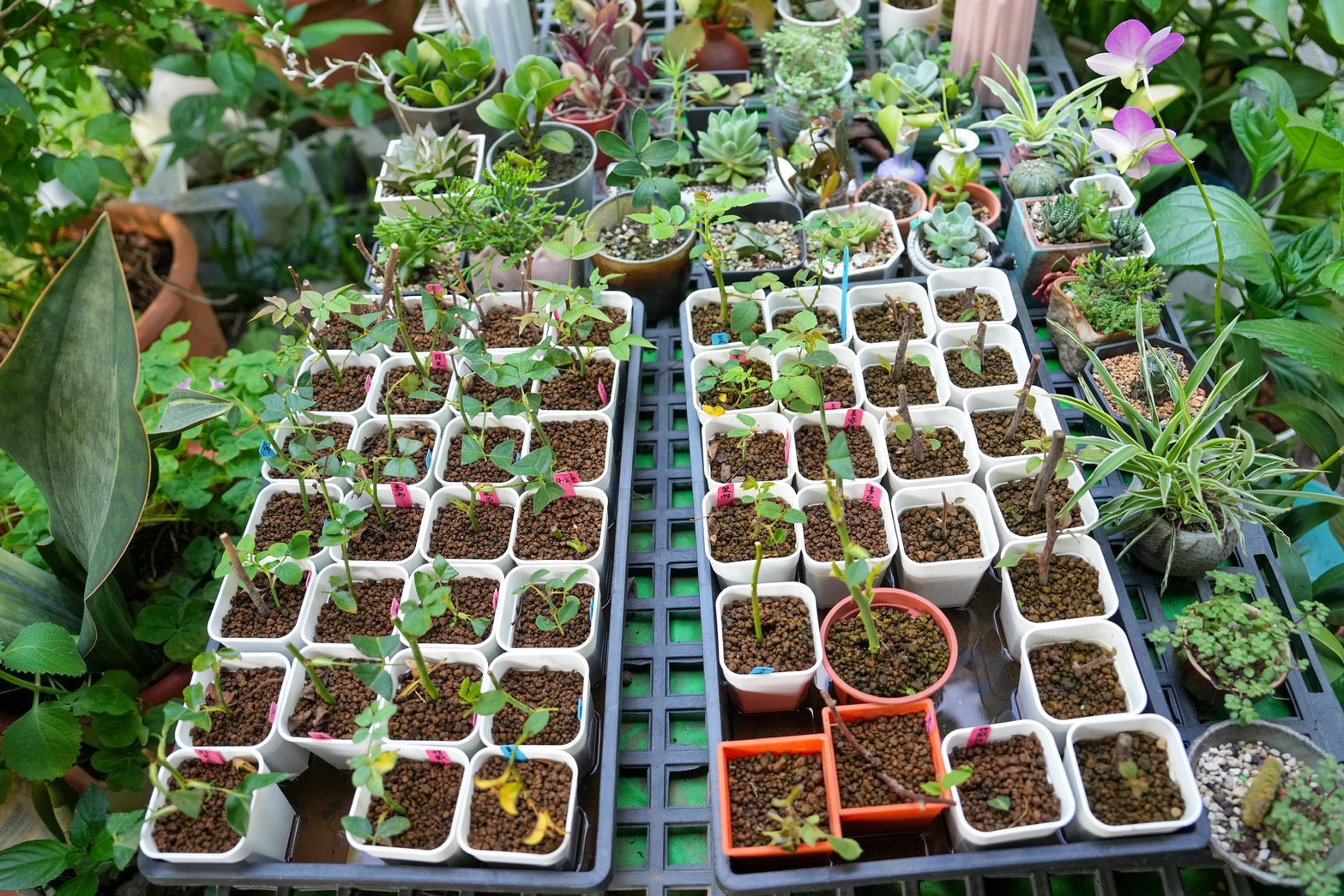 川文山森林生態保育農場