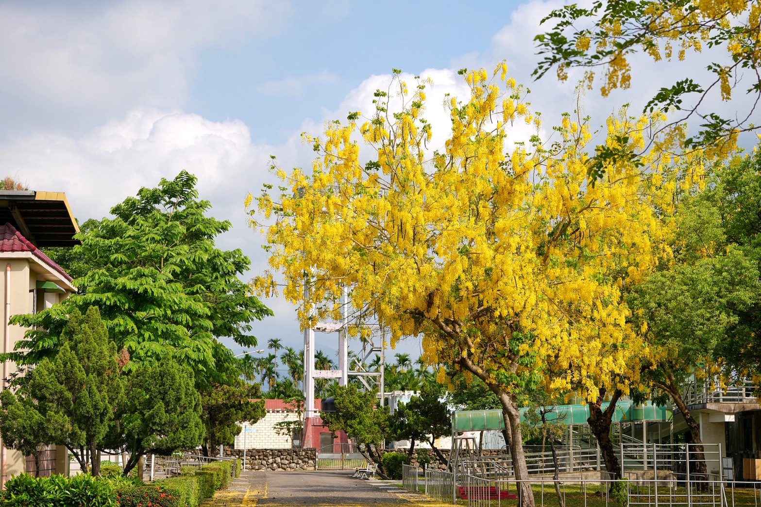 屏東榮譽國民之家阿勃勒